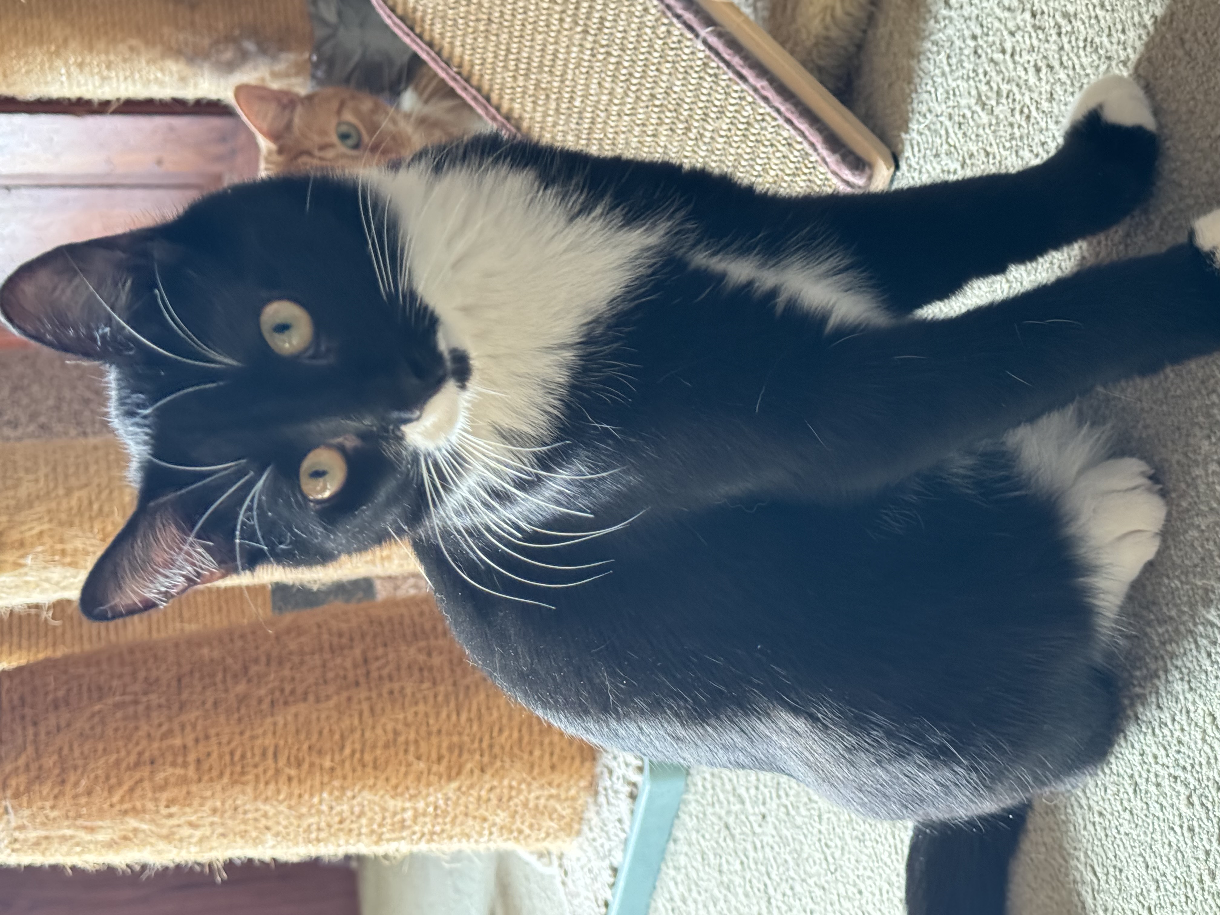 Enlarge Ernie, a Adoptable Domestic Short Hair in North Tonawanda, NY image 2/6