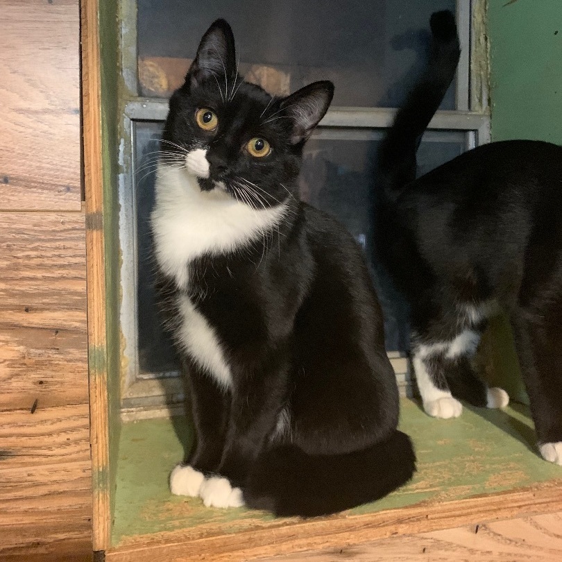 Enlarge Ernie, a Adoptable Domestic Short Hair in North Tonawanda, NY image 5/6