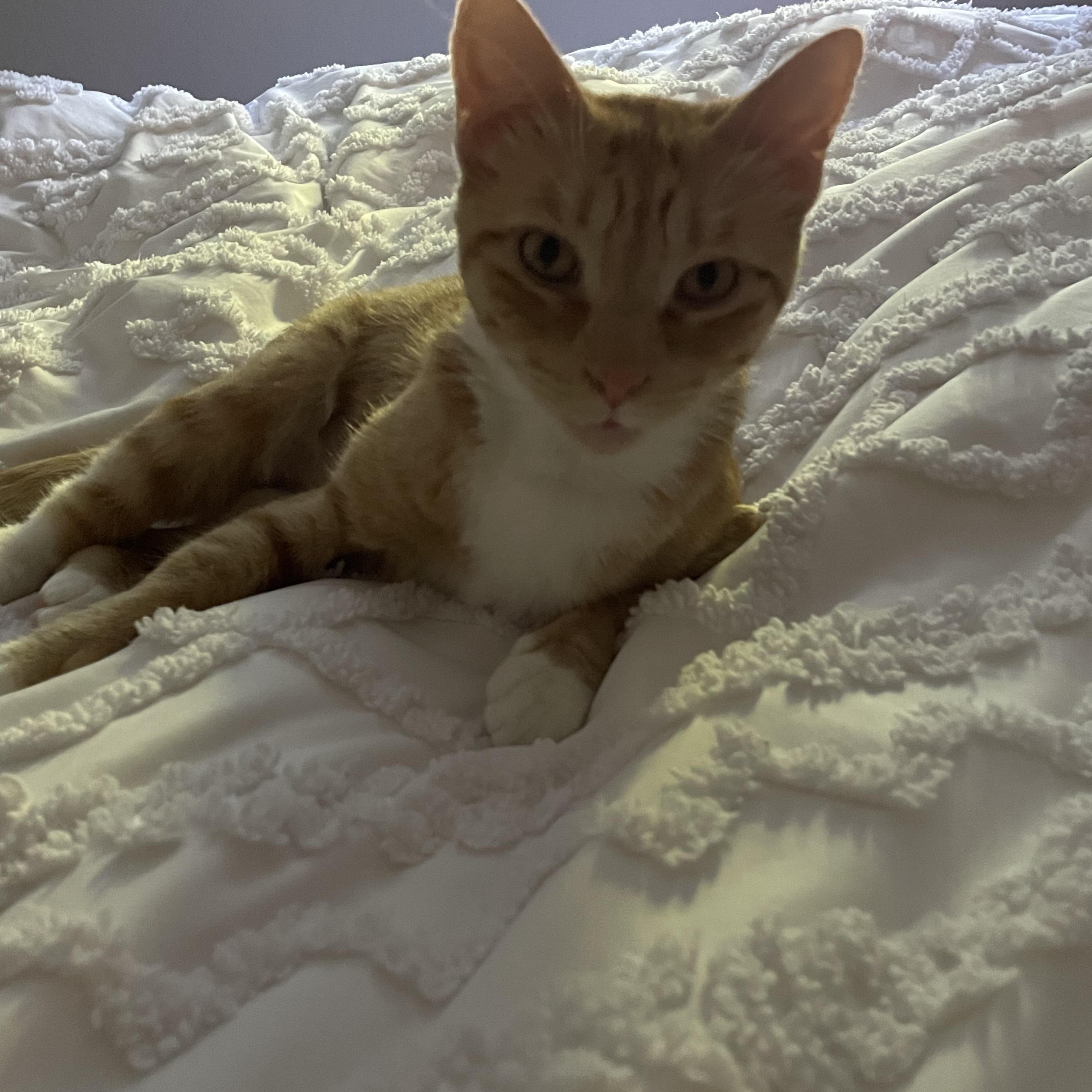 Peaches photo 4
