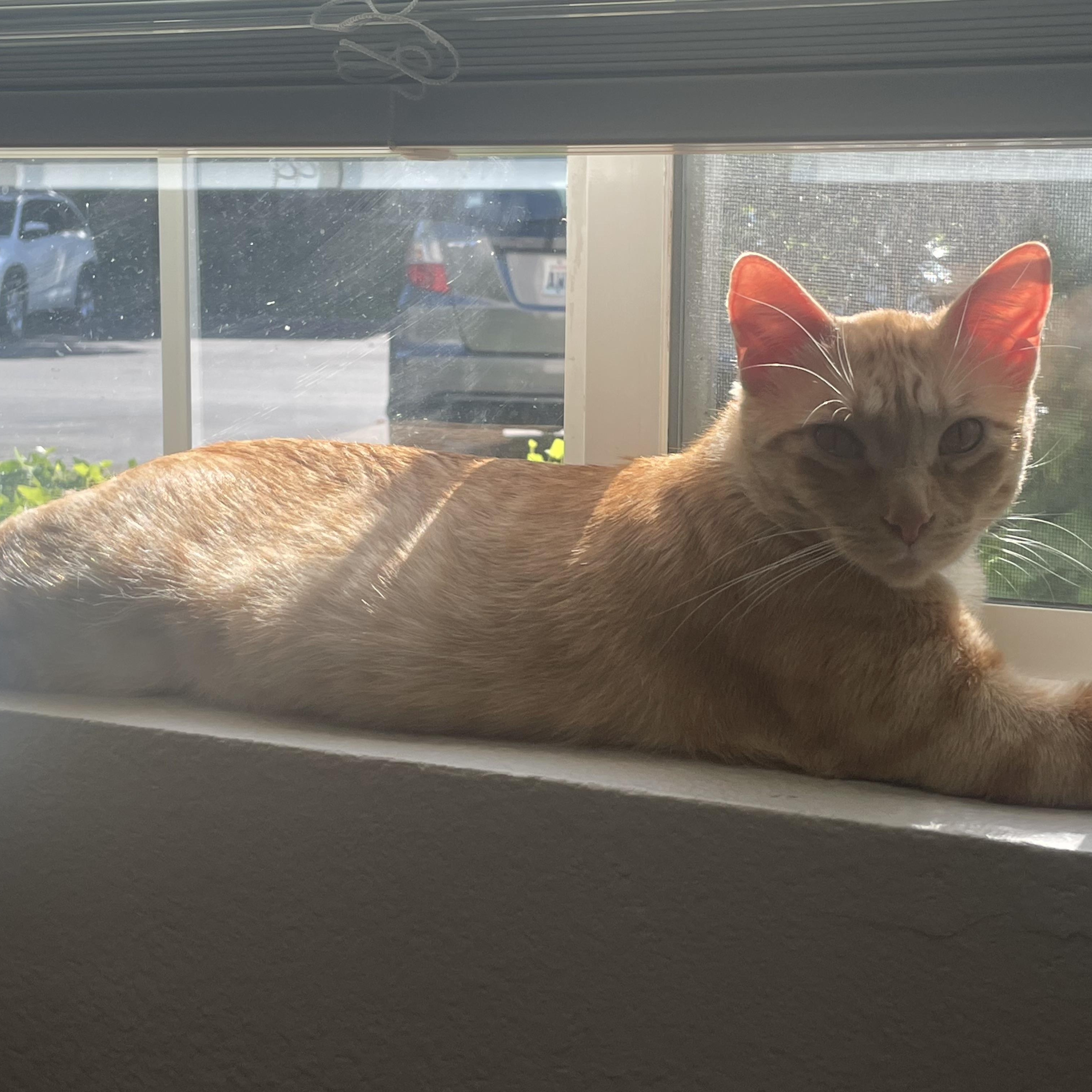 Peaches photo 2