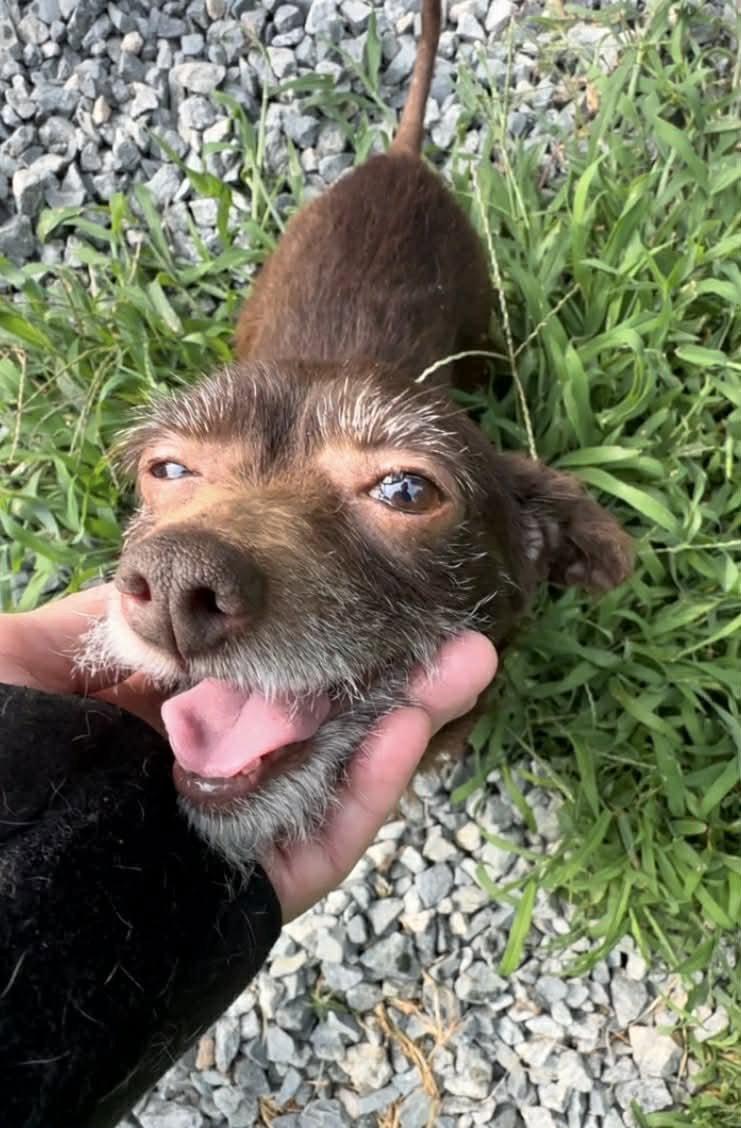 Sully, Adopted, Adult Male Chihuahua.
