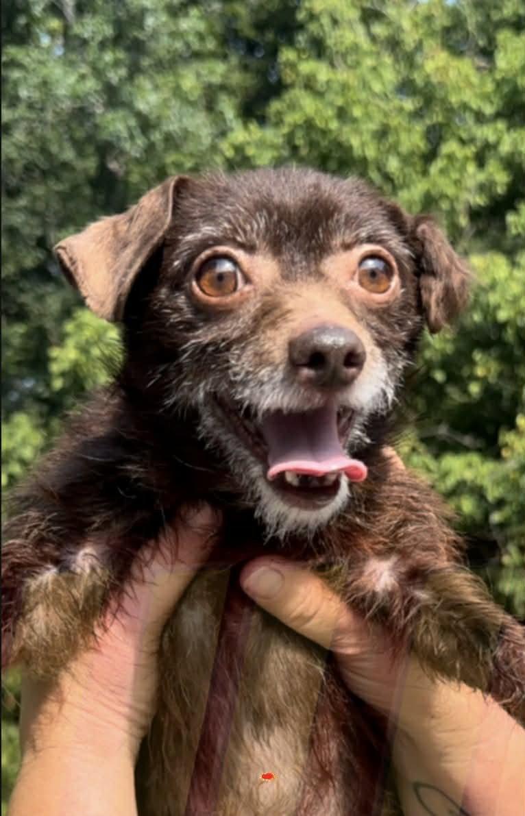 Sully, a Adopted Chihuahua in Thomasville, NC image 3/3