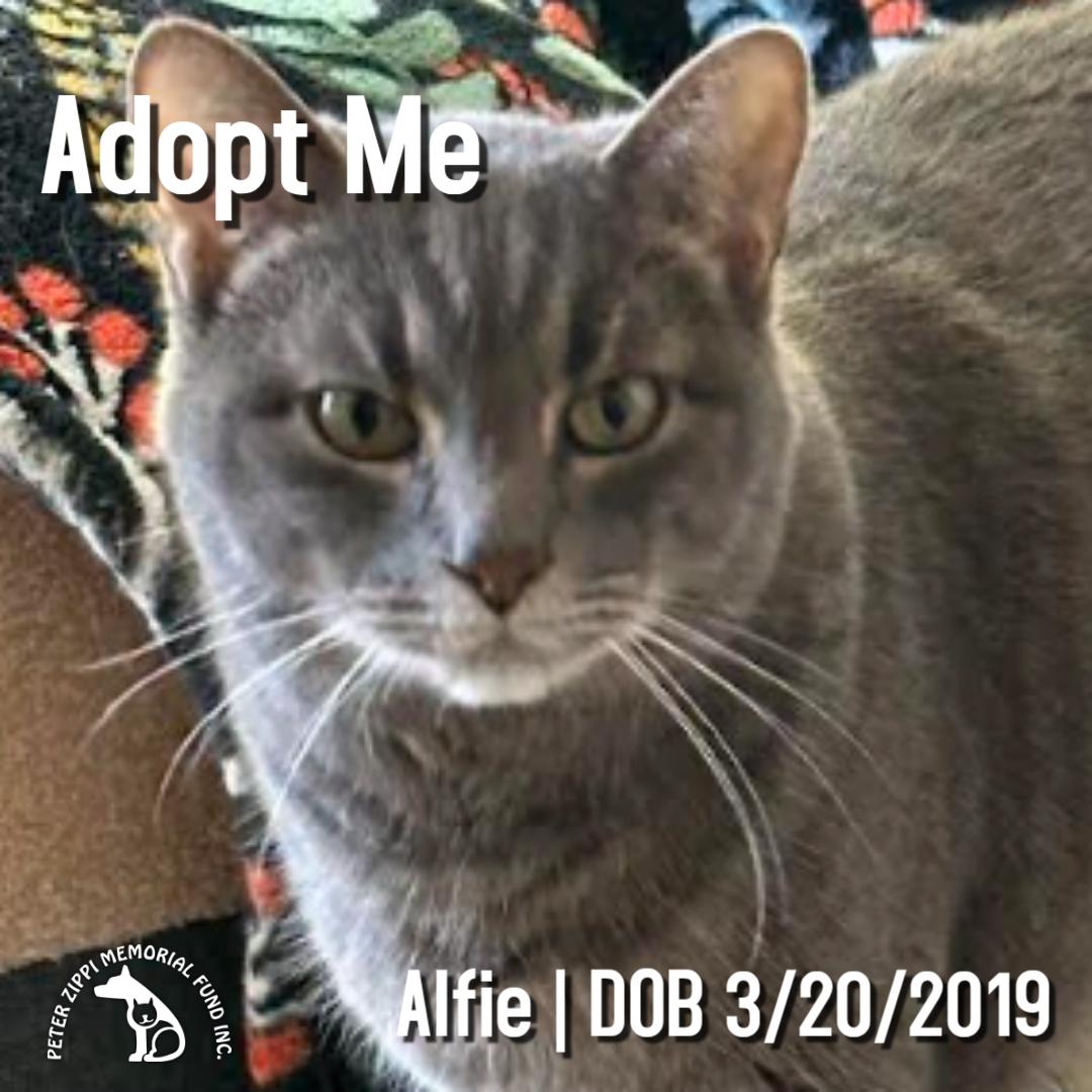 Alfie, Adoptable, Adult Male Tabby & Domestic Short Hair.