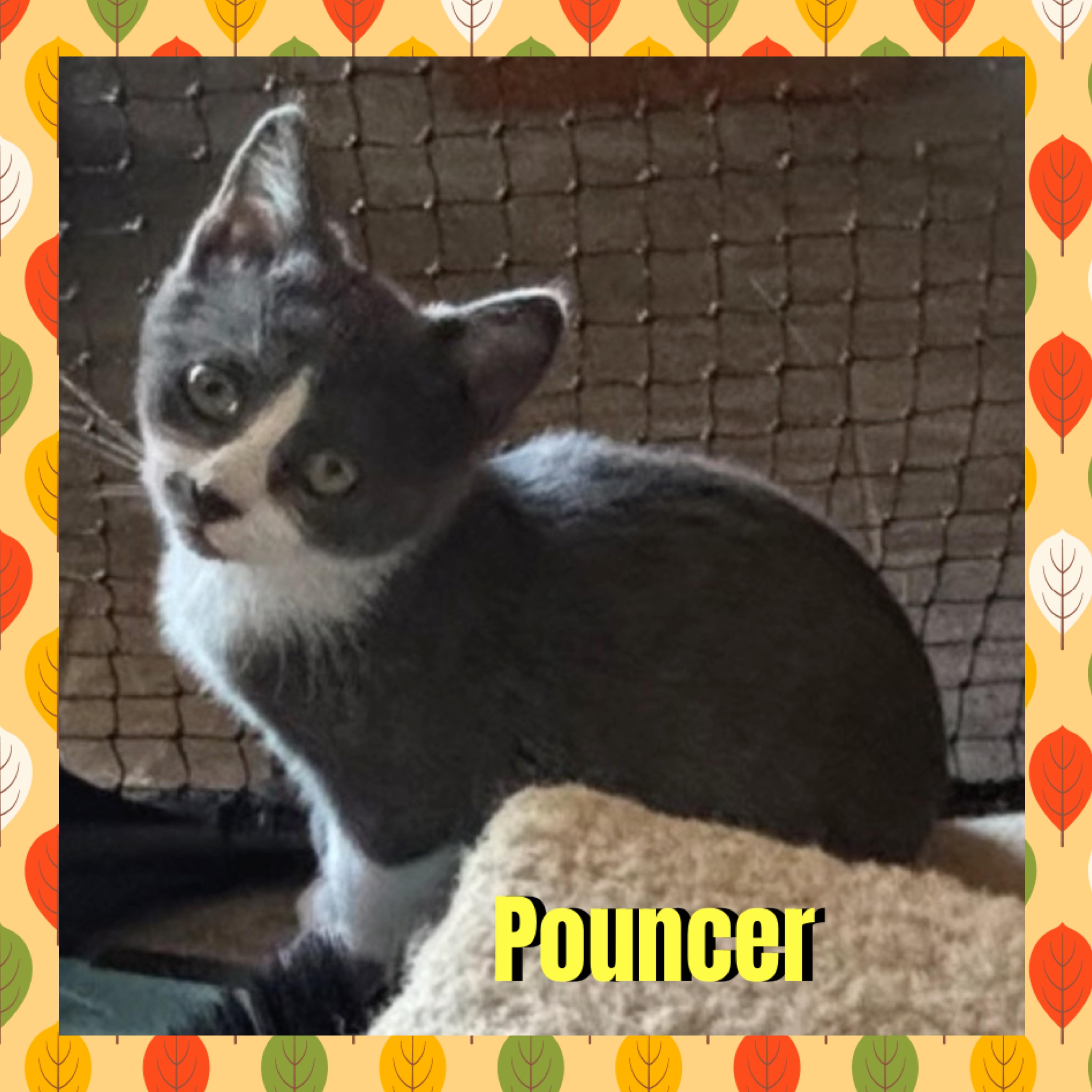 Enlarge Pouncer, a Adoptable mixed breed in Red Lodge, MT image 1/2