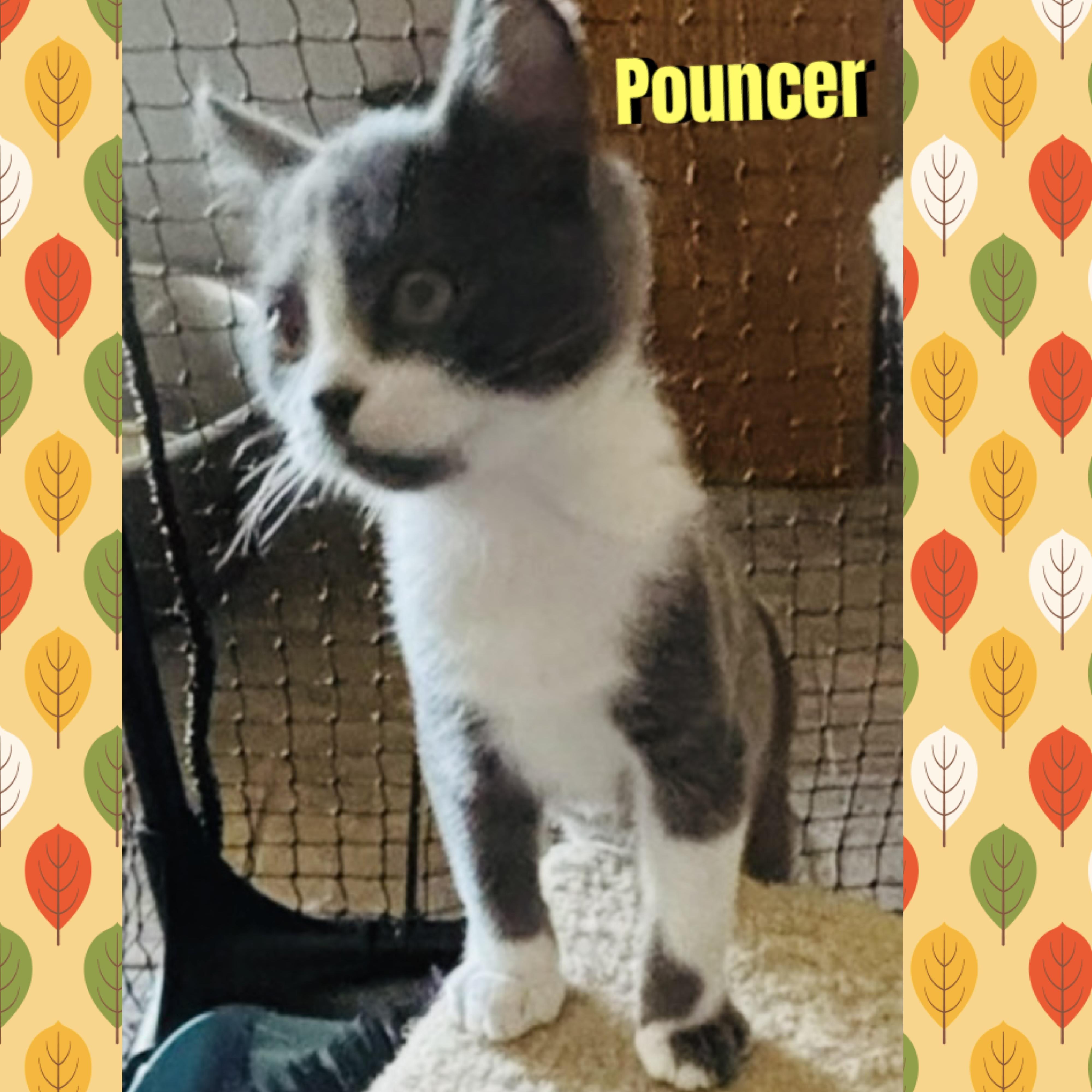 Enlarge Pouncer, a Adoptable mixed breed in Red Lodge, MT image 2/2