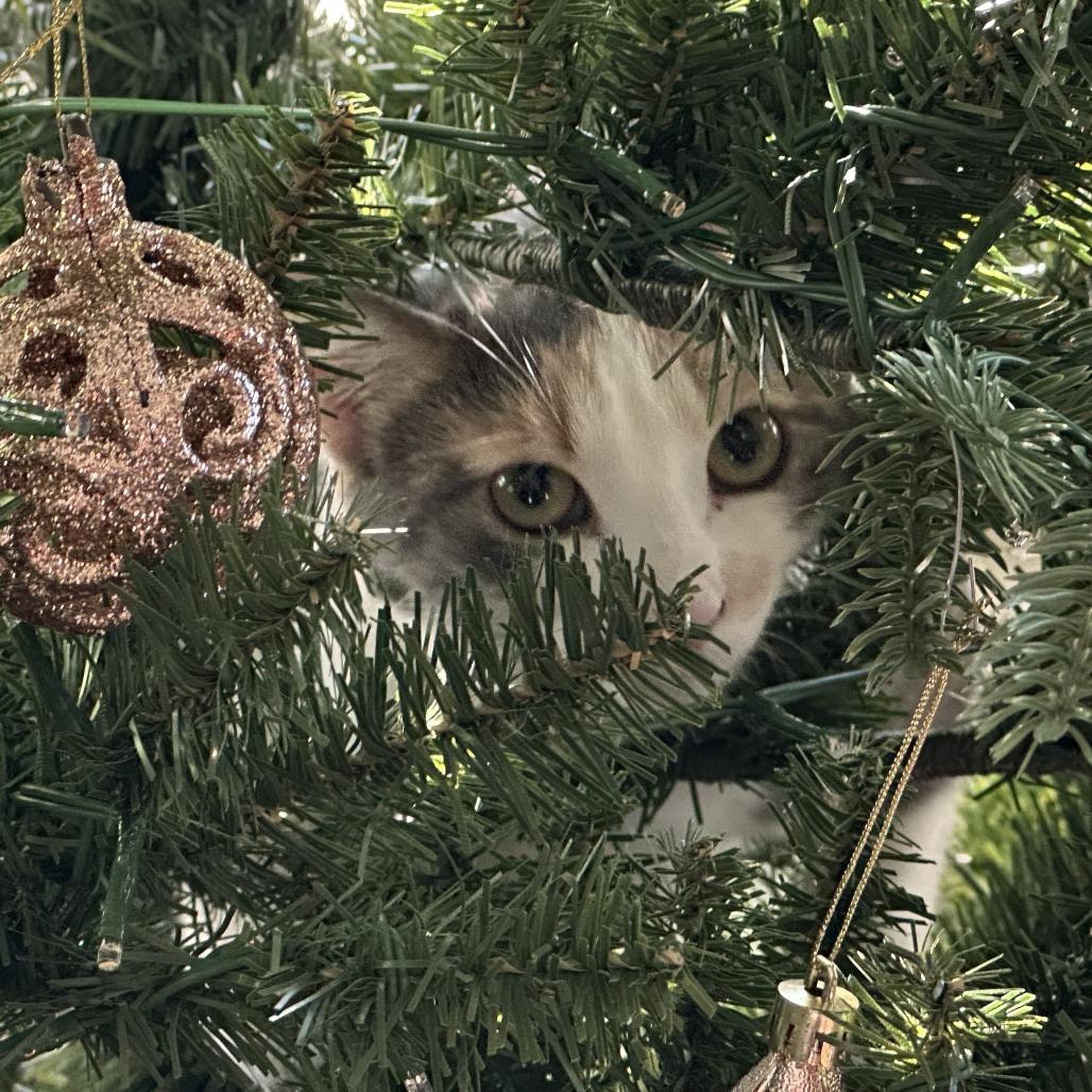 Enlarge Chex, a Adoptable Domestic Short Hair in Oakland, CA image 1/3