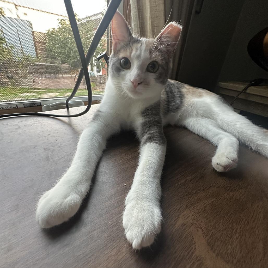 Enlarge Chex, a Adoptable Domestic Short Hair in Oakland, CA image 2/3