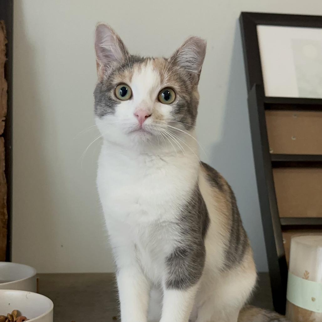 Enlarge Chex, a Adoptable Domestic Short Hair in Oakland, CA image 3/3