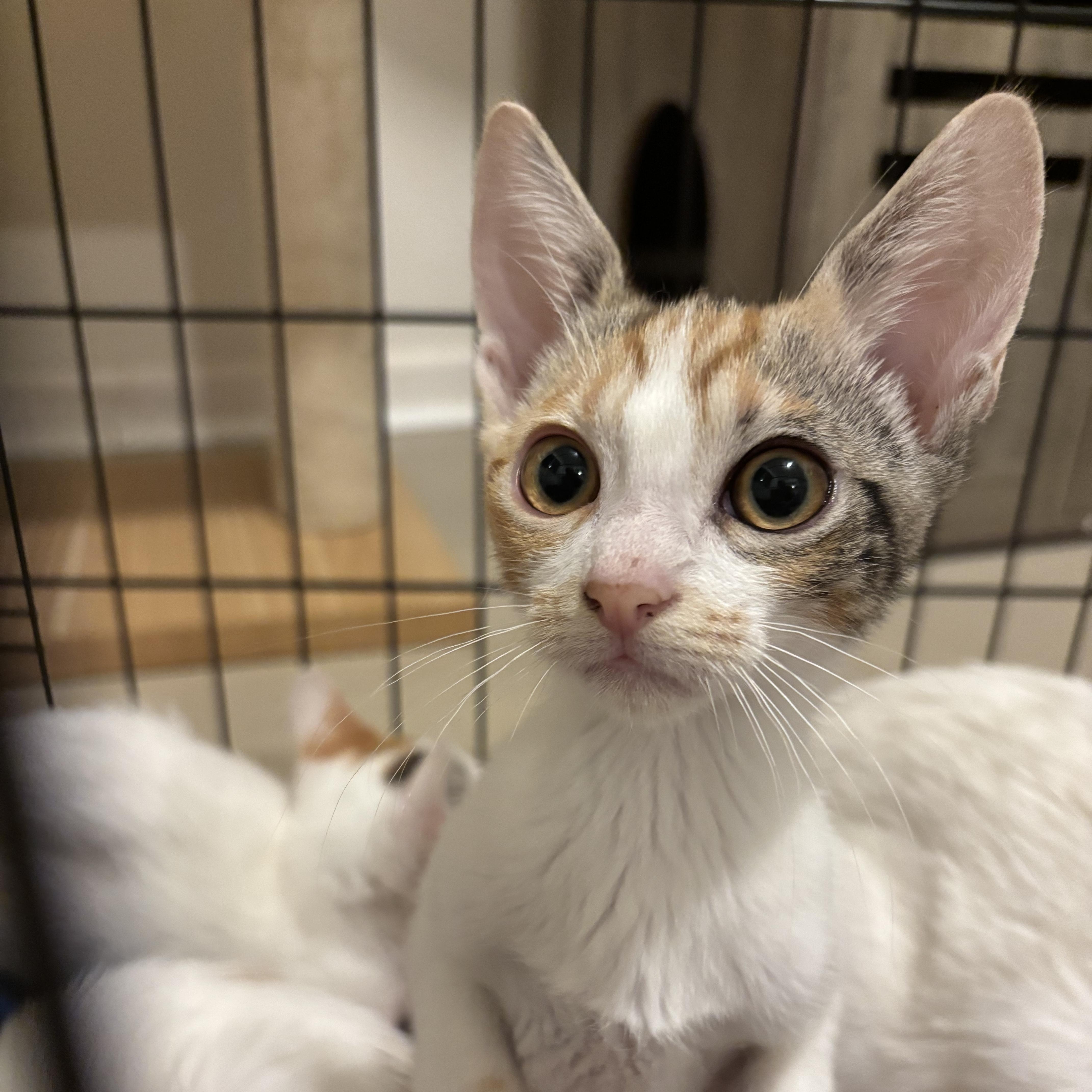 Sprig, Adoptable, Kitten Female Domestic Short Hair.