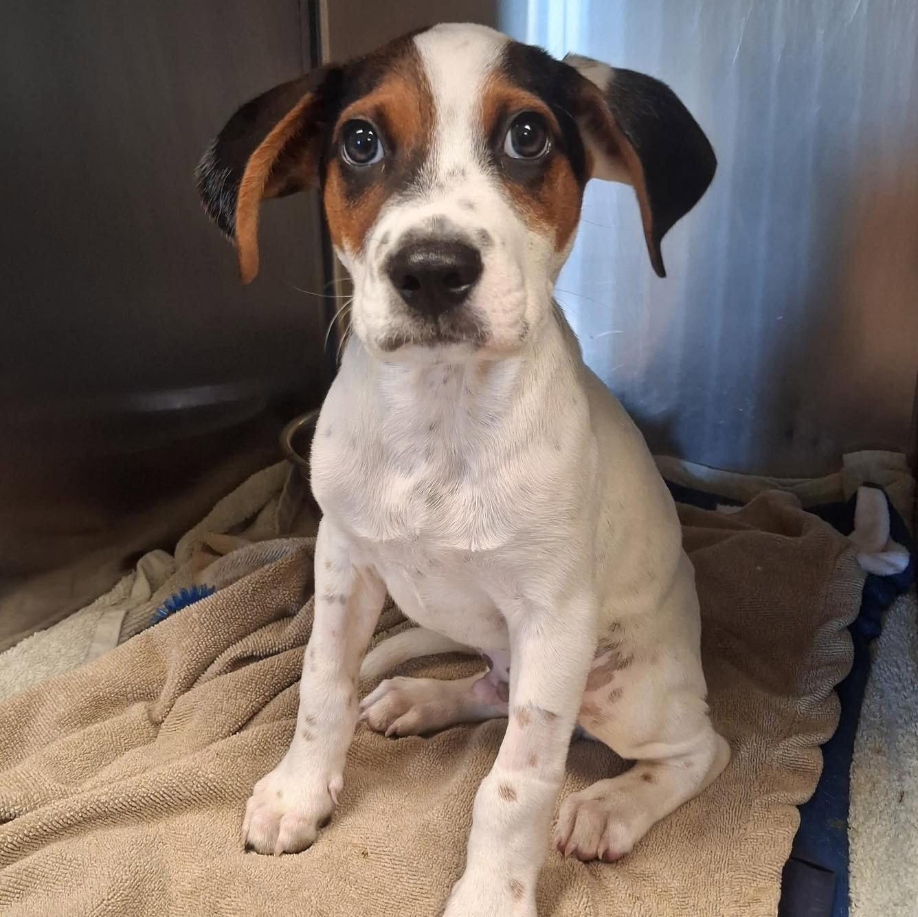 Onix, Adopted, Puppy Male Labrador Retriever & Beagle.