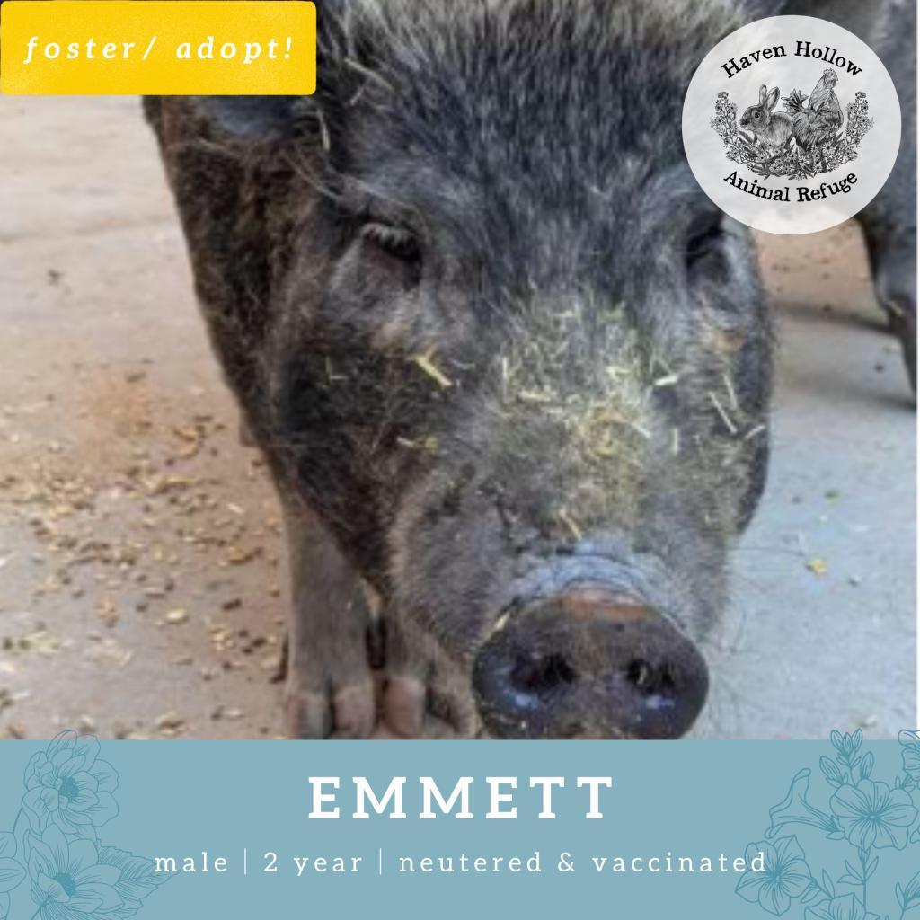 Emmett, Adoptable, Adult Male Vietnamese Pot Bellied.