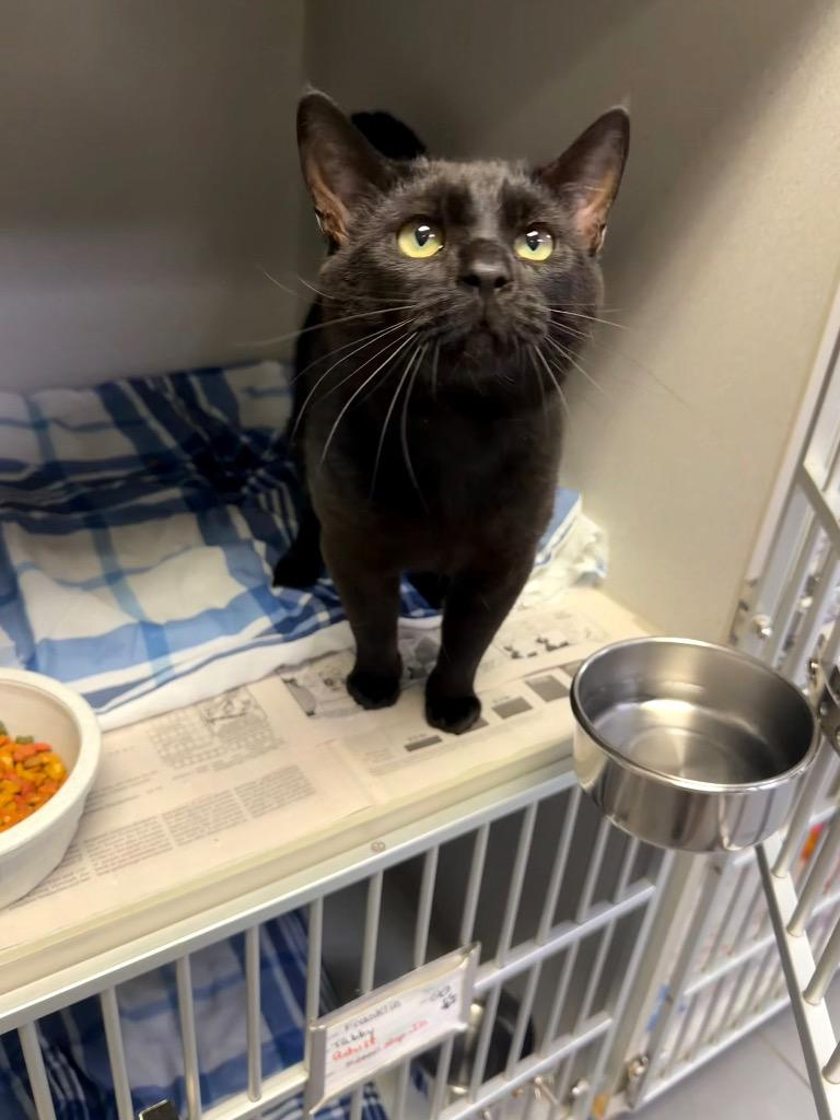 Enlarge Sony, a Adoptable mixed breed in Pottsville, PA image 1/1