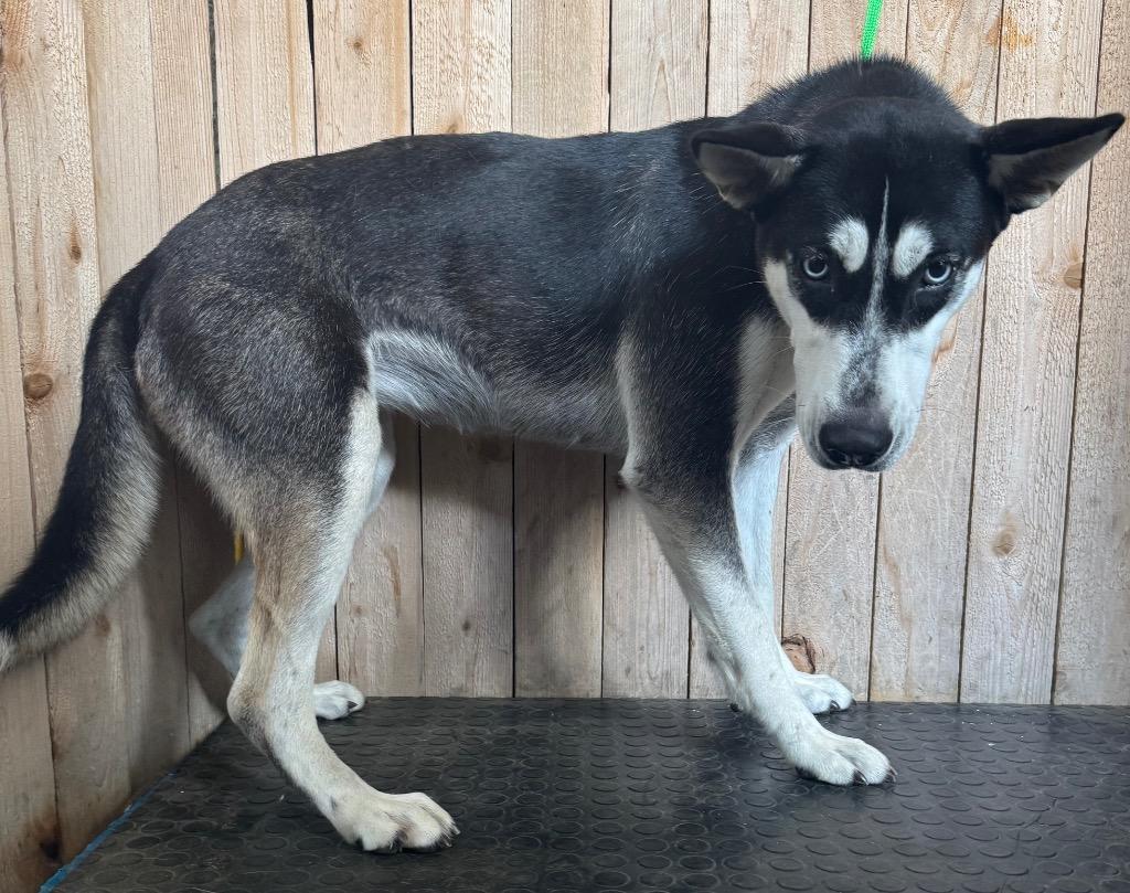 Moon, Adoptable, Young Female Shepherd.