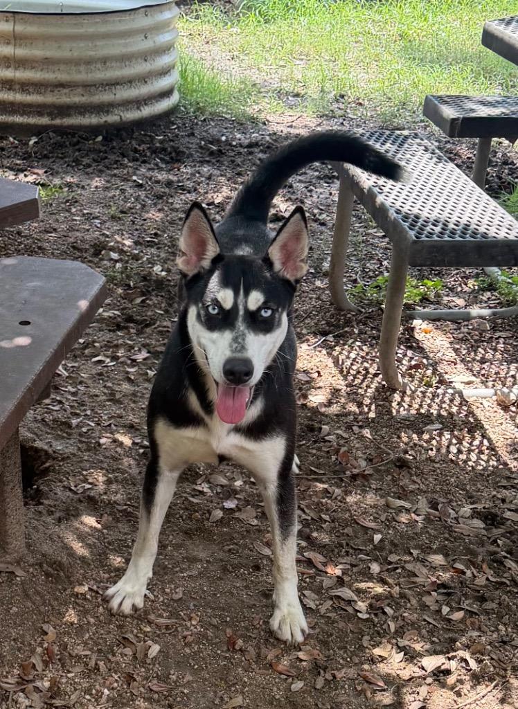 Moon, Adoptable, Young Female Shepherd.