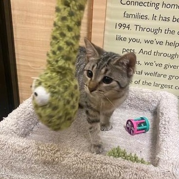 Morty, Adoptable, Kitten Male Domestic Short Hair.
