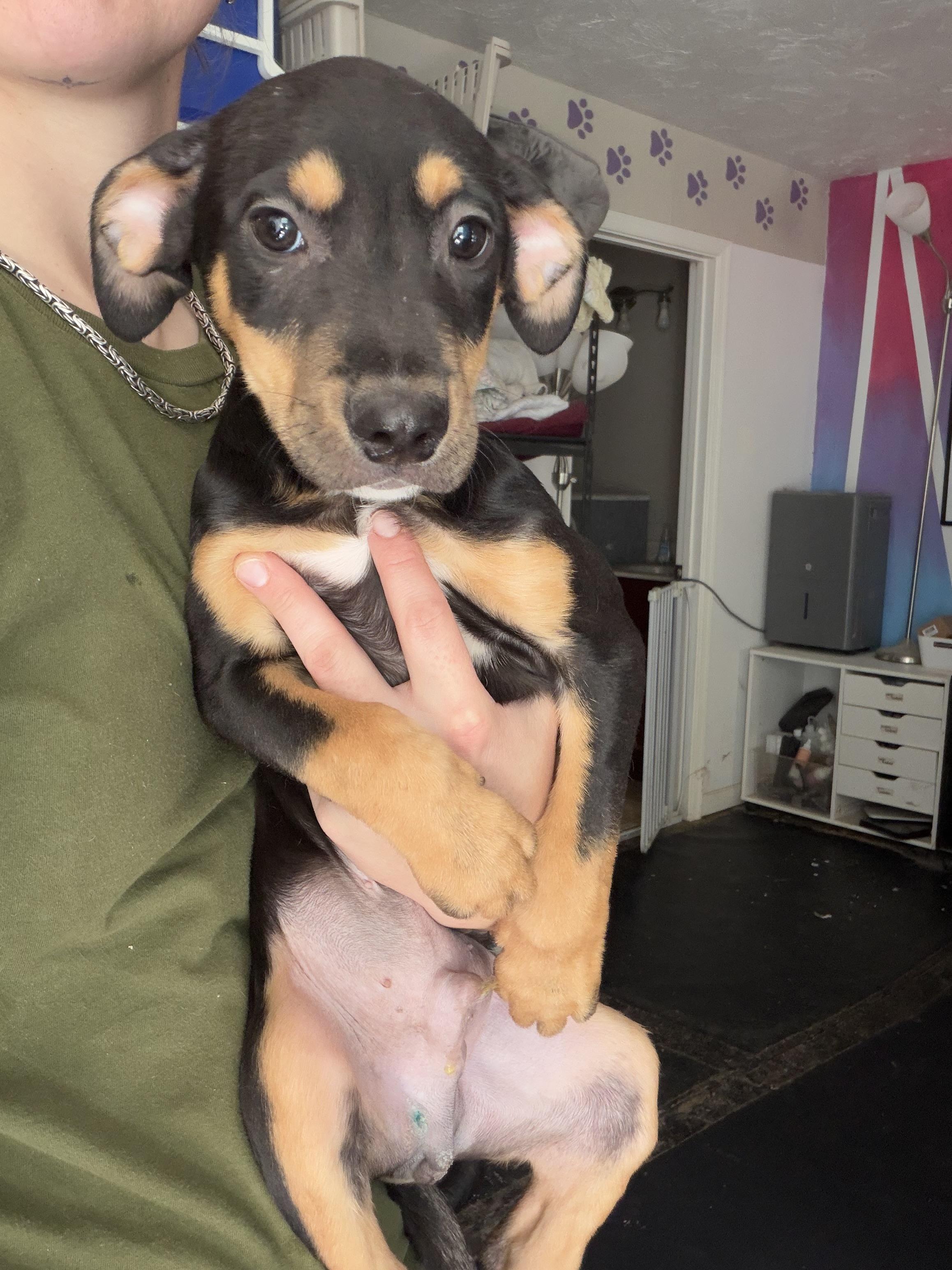 Patrick, Adoptable, Puppy Male Pit Bull Terrier.