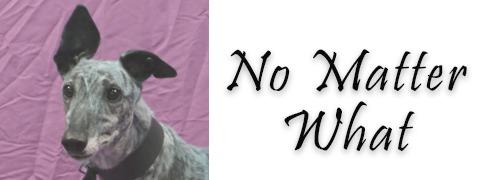 No Matter What, Adopted, Adult Female Greyhound.