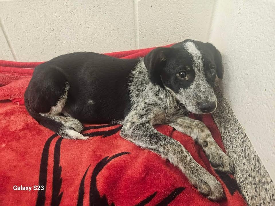 Angelo, Adoptable, Puppy Male Australian Cattle Dog / Blue Heeler.