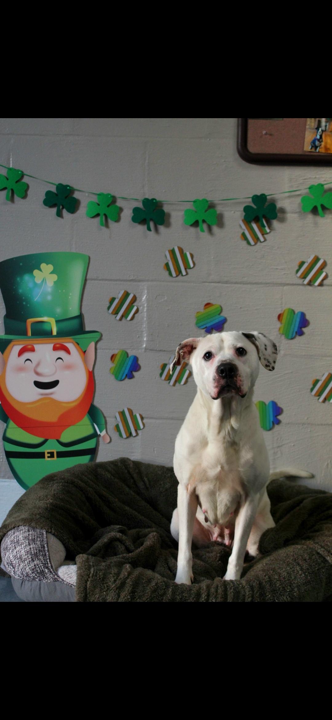 Enlarge Kono, a ADOPTABLE mixed breed in Berea, KY image 1/1