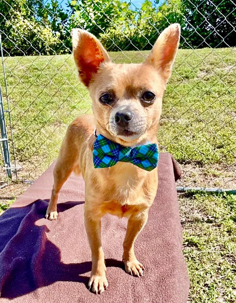 Moore, Adoptable, Adult Male Chihuahua & Mixed Breed.