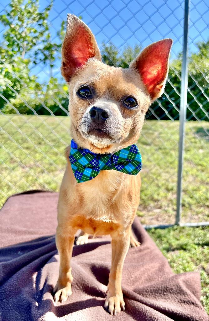 Enlarge Moore, a Adoptable mixed breed in Cape Coral, FL image 2/2