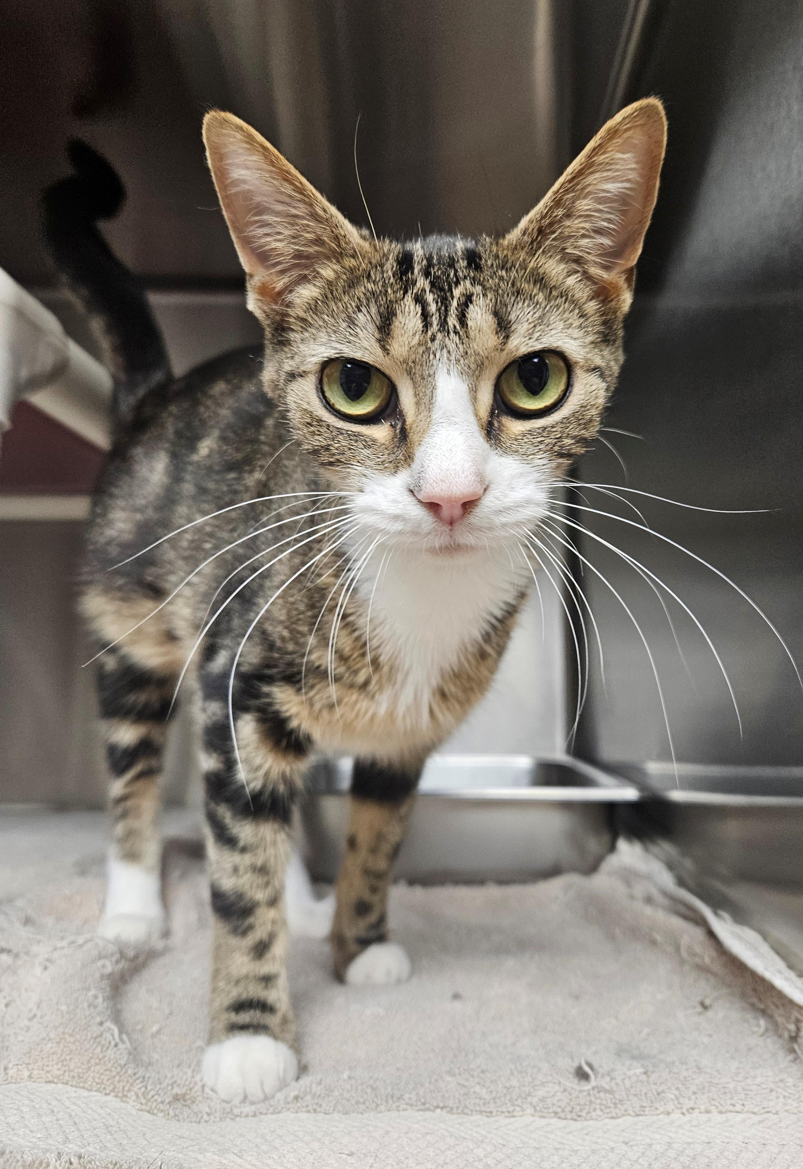 Cushin, ADOPTABLE, Adult Female Tabby.