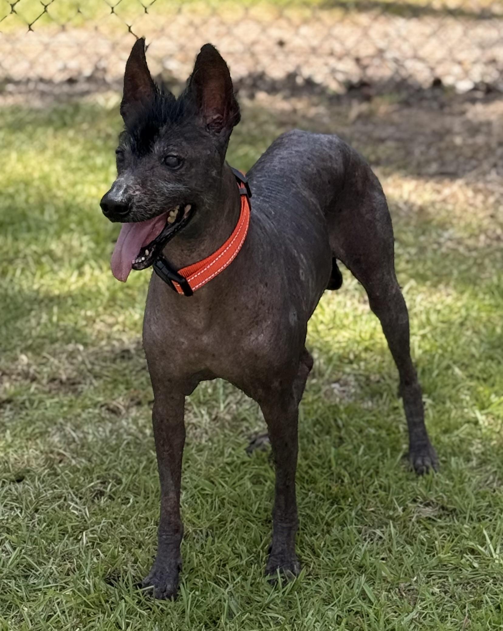 Chunky Monkey thumbnail 2