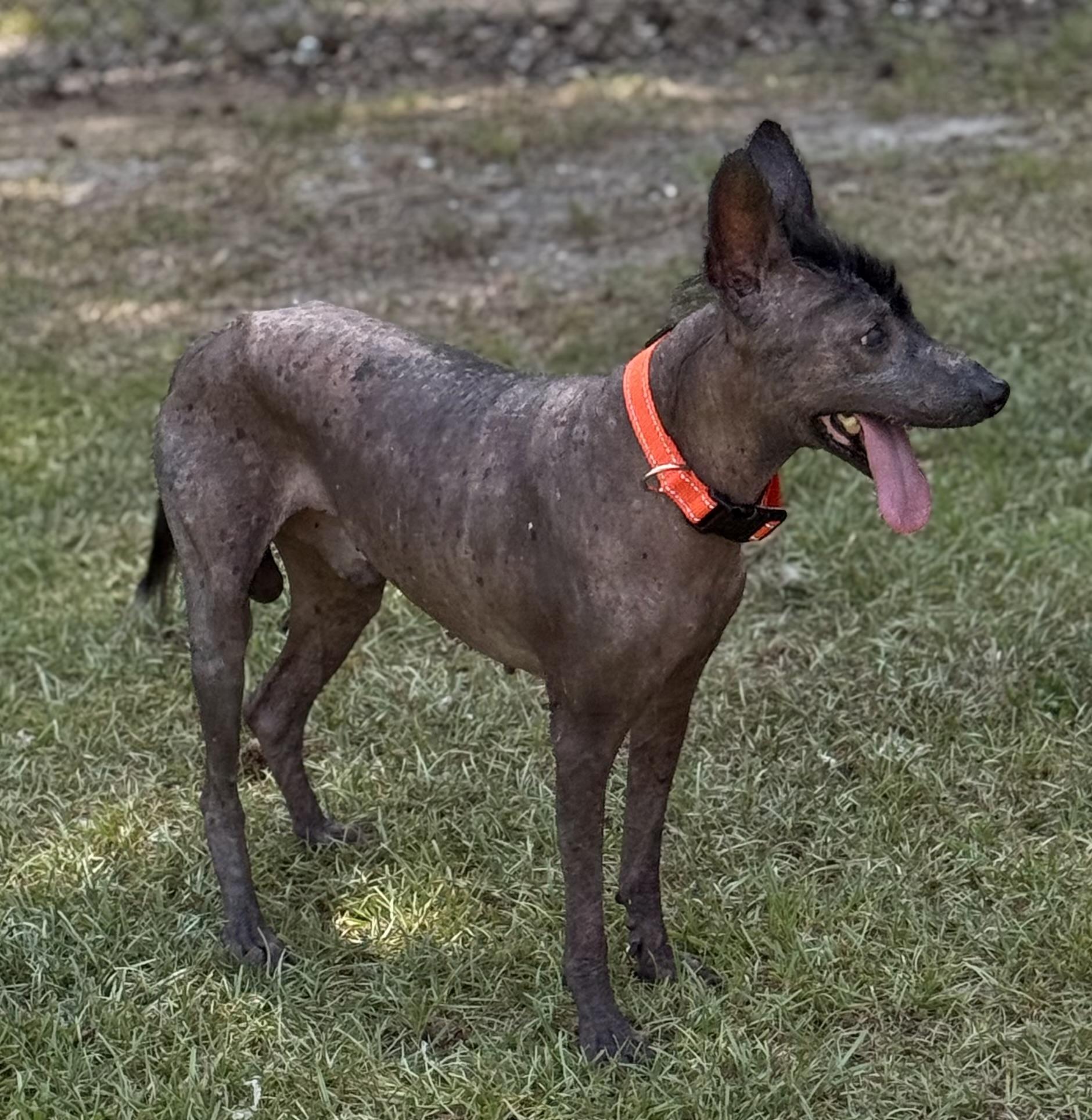 Chunky Monkey - Adoptable Pet | Petfinder