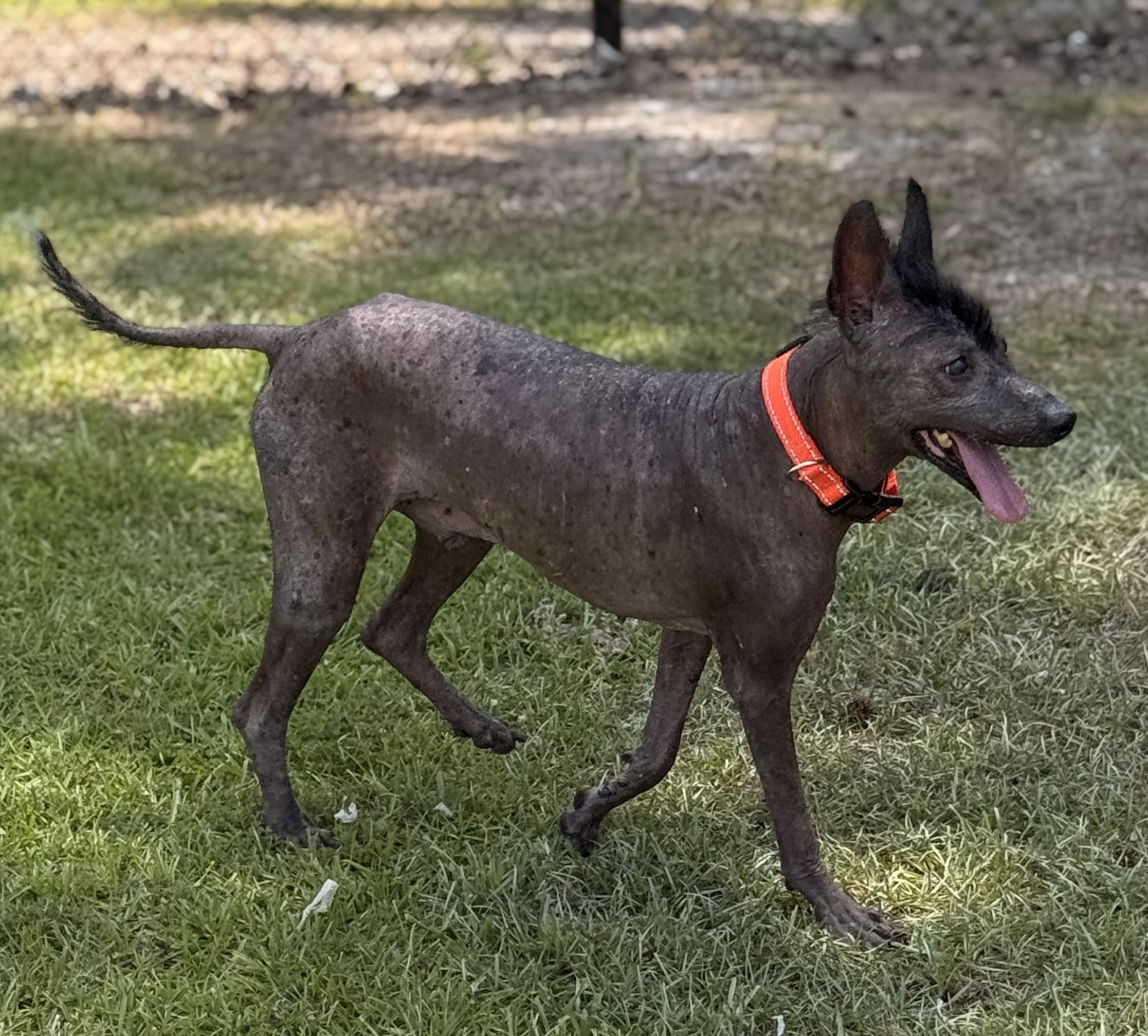 Chunky Monkey thumbnail 4