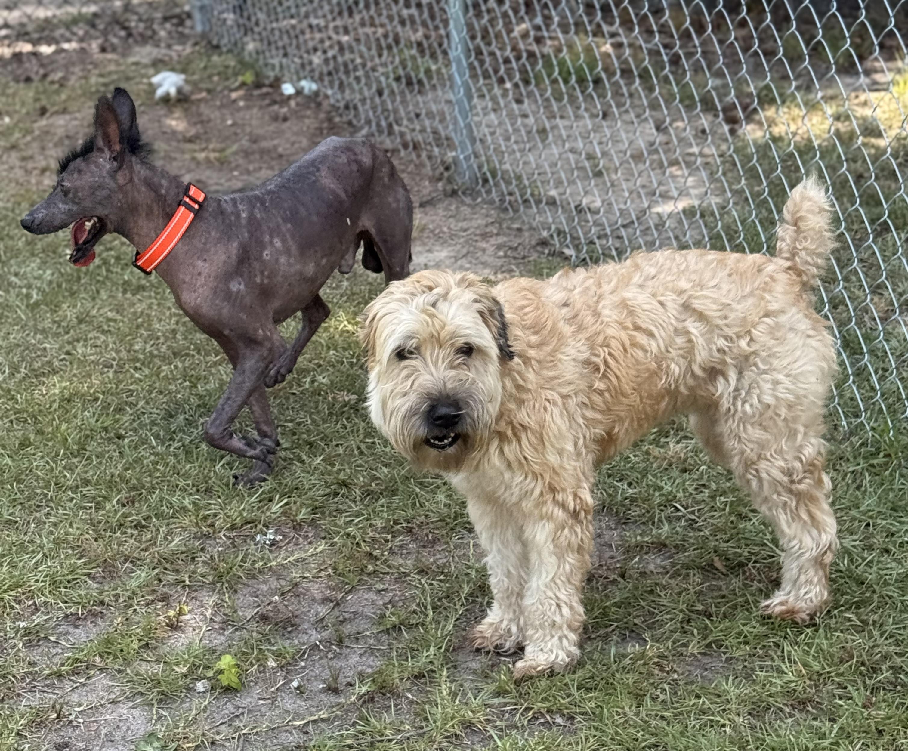 Chunky Monkey thumbnail 5