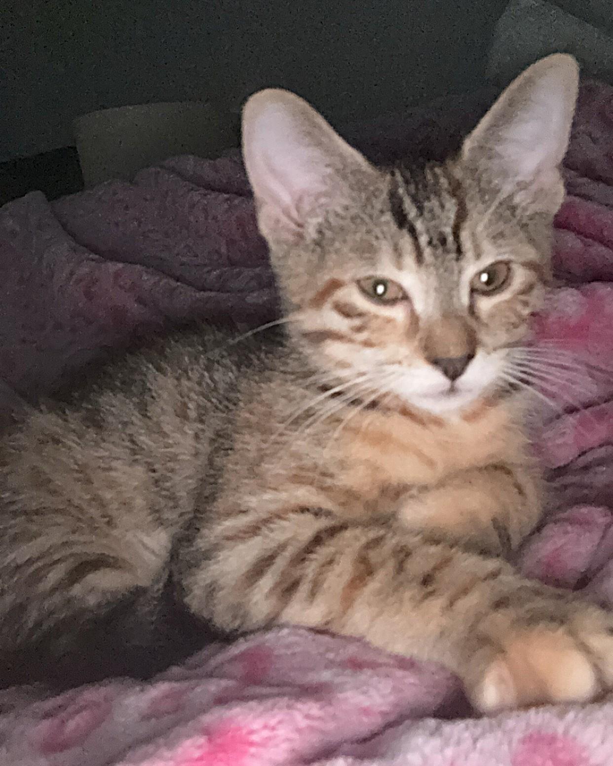 Pallas Athena (caliby), a Adoptable Domestic Short Hair in Allen, TX image 3/5