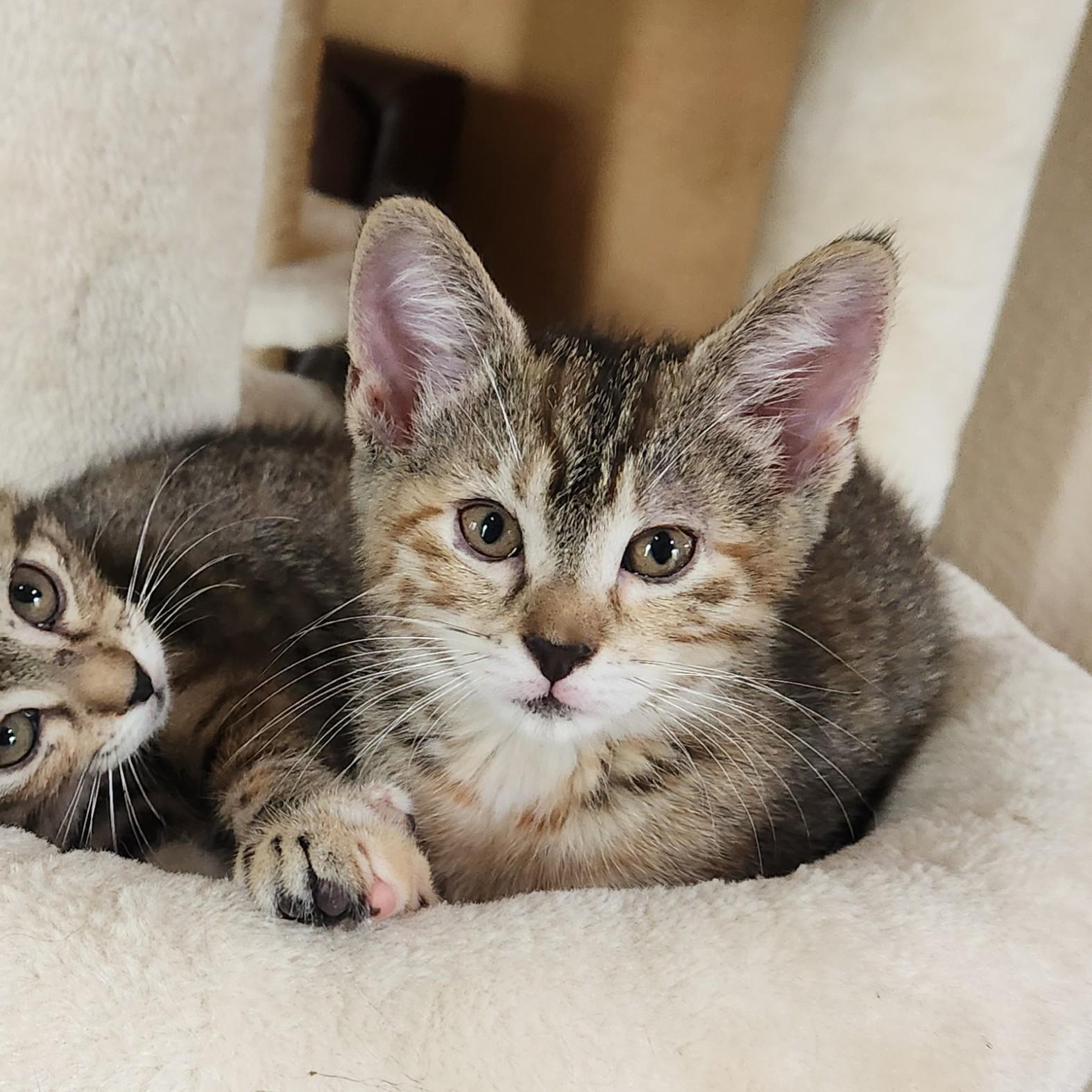 Pallas Athena (caliby), a Adoptable Domestic Short Hair in Allen, TX image 1/5