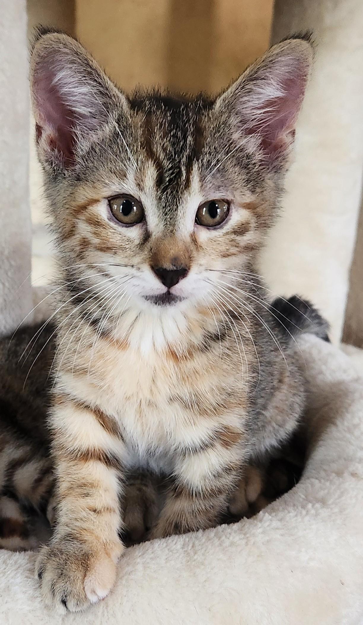 Pallas Athena (caliby), a Adoptable Domestic Short Hair in Allen, TX image 4/5