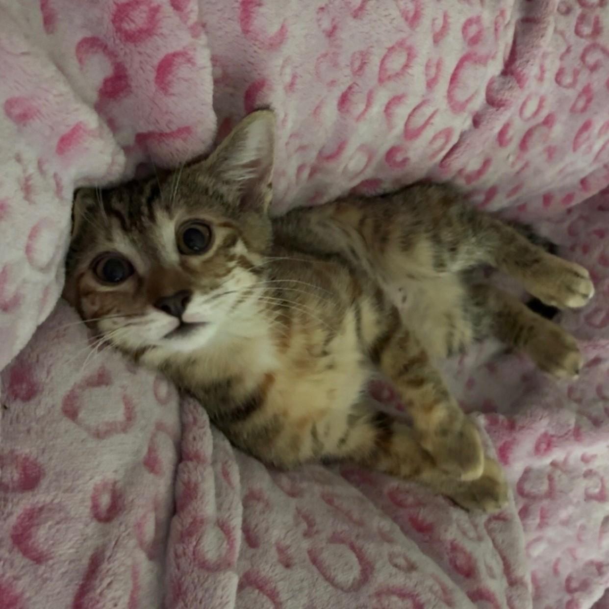 Pallas Athena (caliby), a Adoptable Domestic Short Hair in Allen, TX image 2/5
