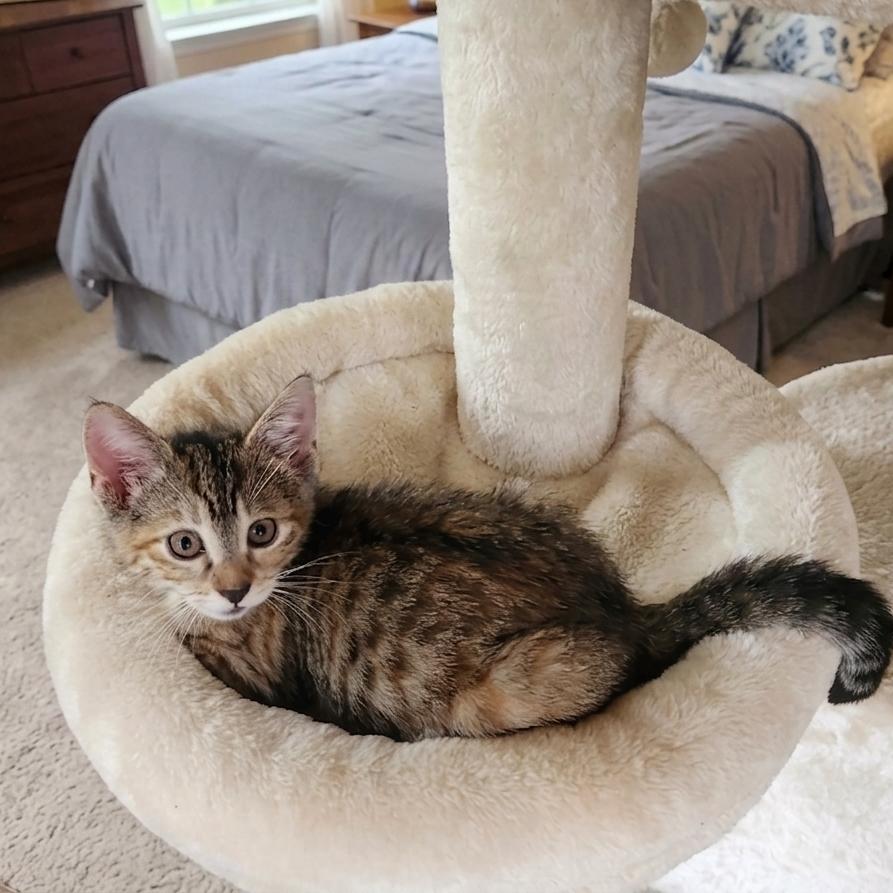Pallas Athena (caliby), a Adoptable Domestic Short Hair in Allen, TX image 5/5