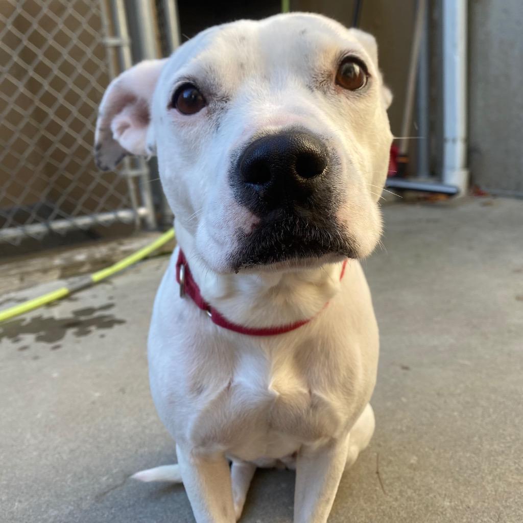 Sweetpea, Adoptable, Adult Female Staffordshire Bull Terrier & Mixed Breed.