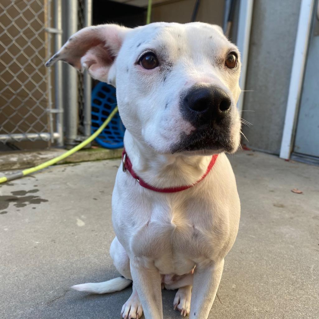 Enlarge Sweetpea, a Adoptable mixed breed in Fall River, MA image 2/6