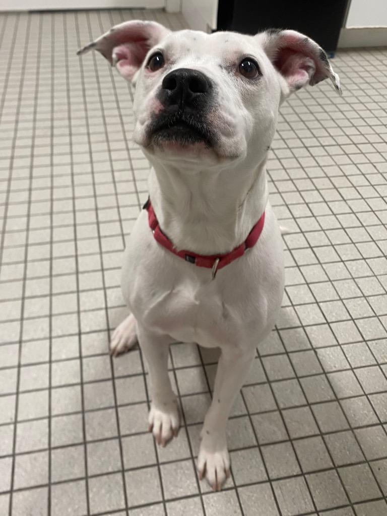 Enlarge Sweetpea, a Adoptable mixed breed in Fall River, MA image 3/6