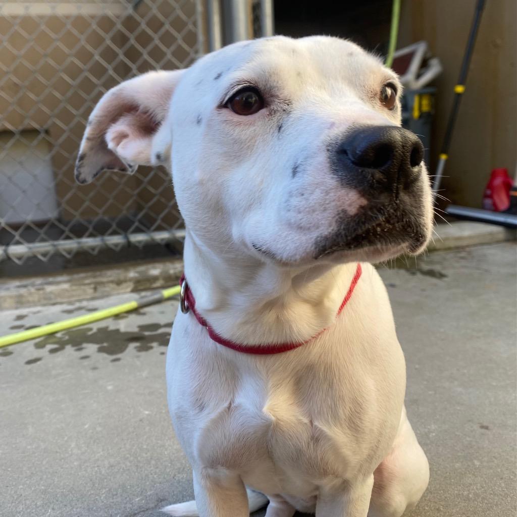 Enlarge Sweetpea, a Adoptable mixed breed in Fall River, MA image 4/6