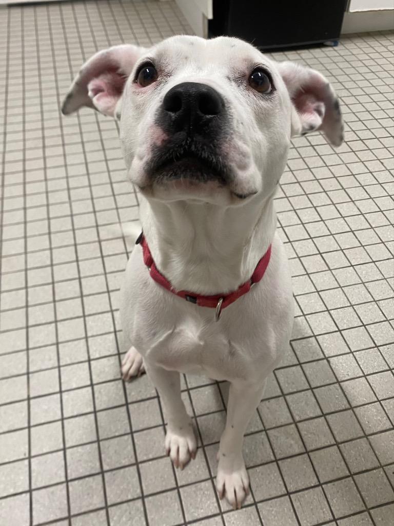 Enlarge Sweetpea, a Adoptable mixed breed in Fall River, MA image 5/6