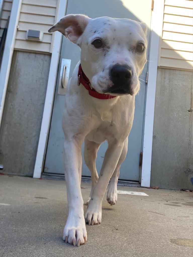 Enlarge Sweetpea, a Adoptable mixed breed in Fall River, MA image 6/6