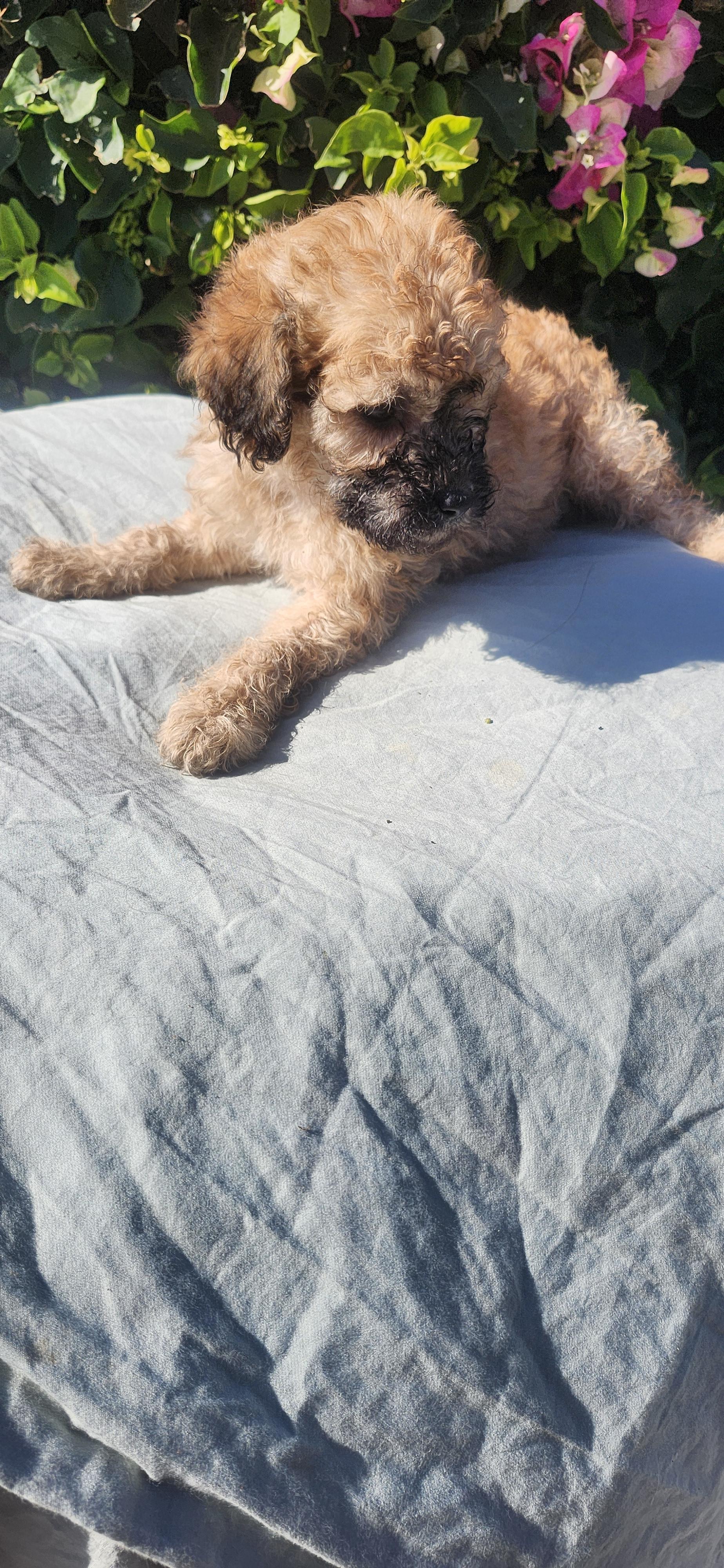 Emerald, ADOPTABLE, Puppy Female Cockapoo.