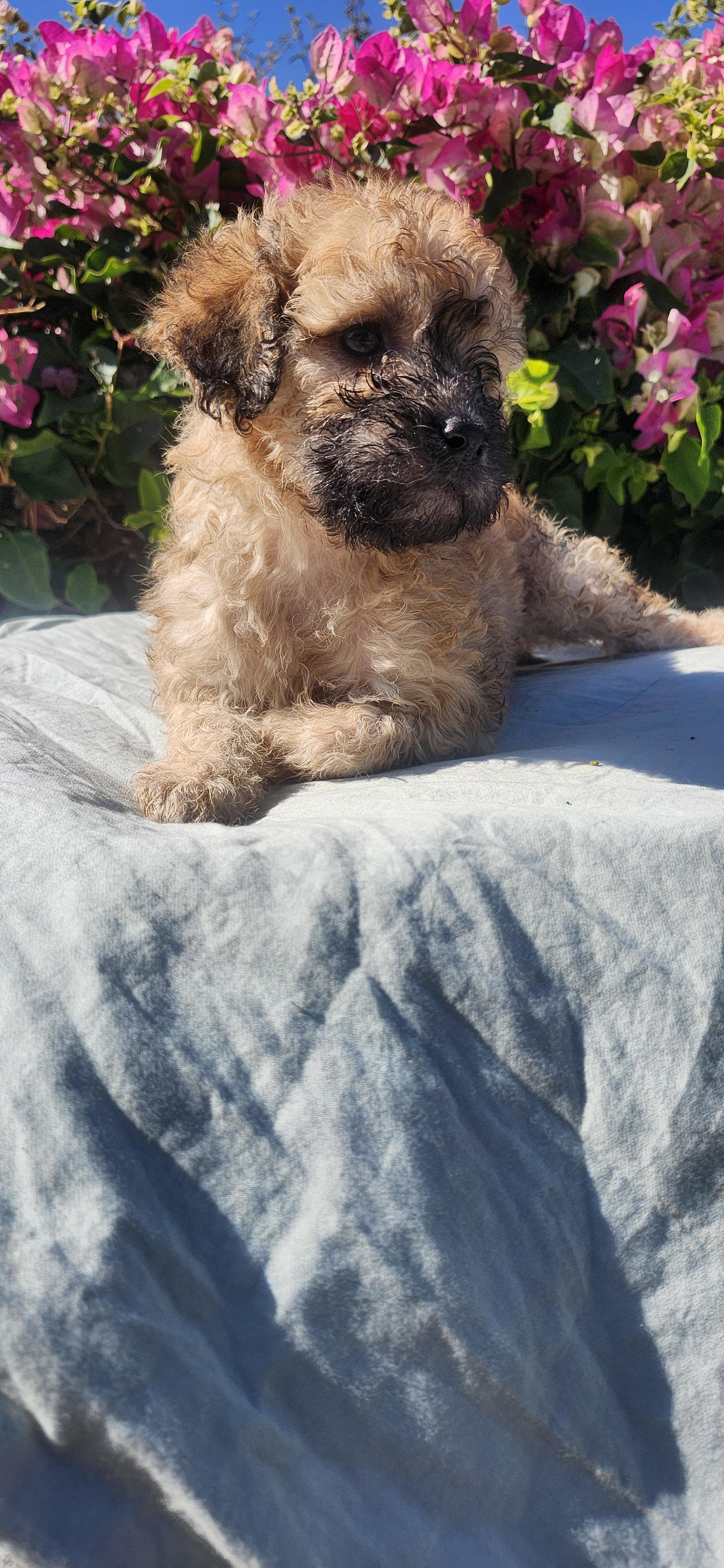 Emerald, a ADOPTABLE Cockapoo in Torrance, CA image 2/4