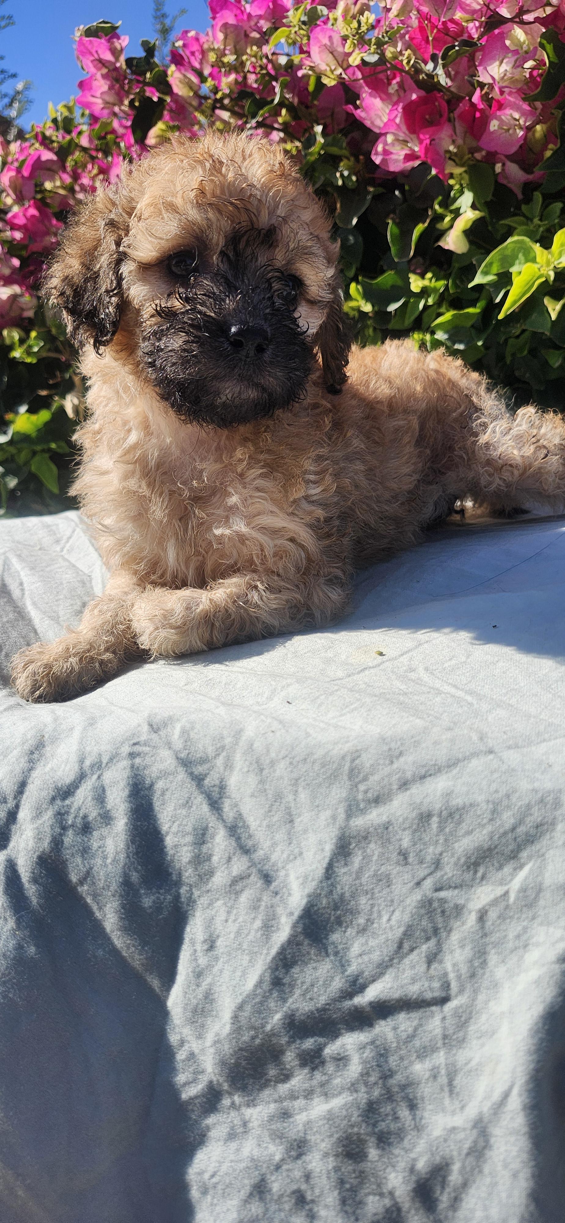 Emerald, a ADOPTABLE Cockapoo in Torrance, CA image 3/4