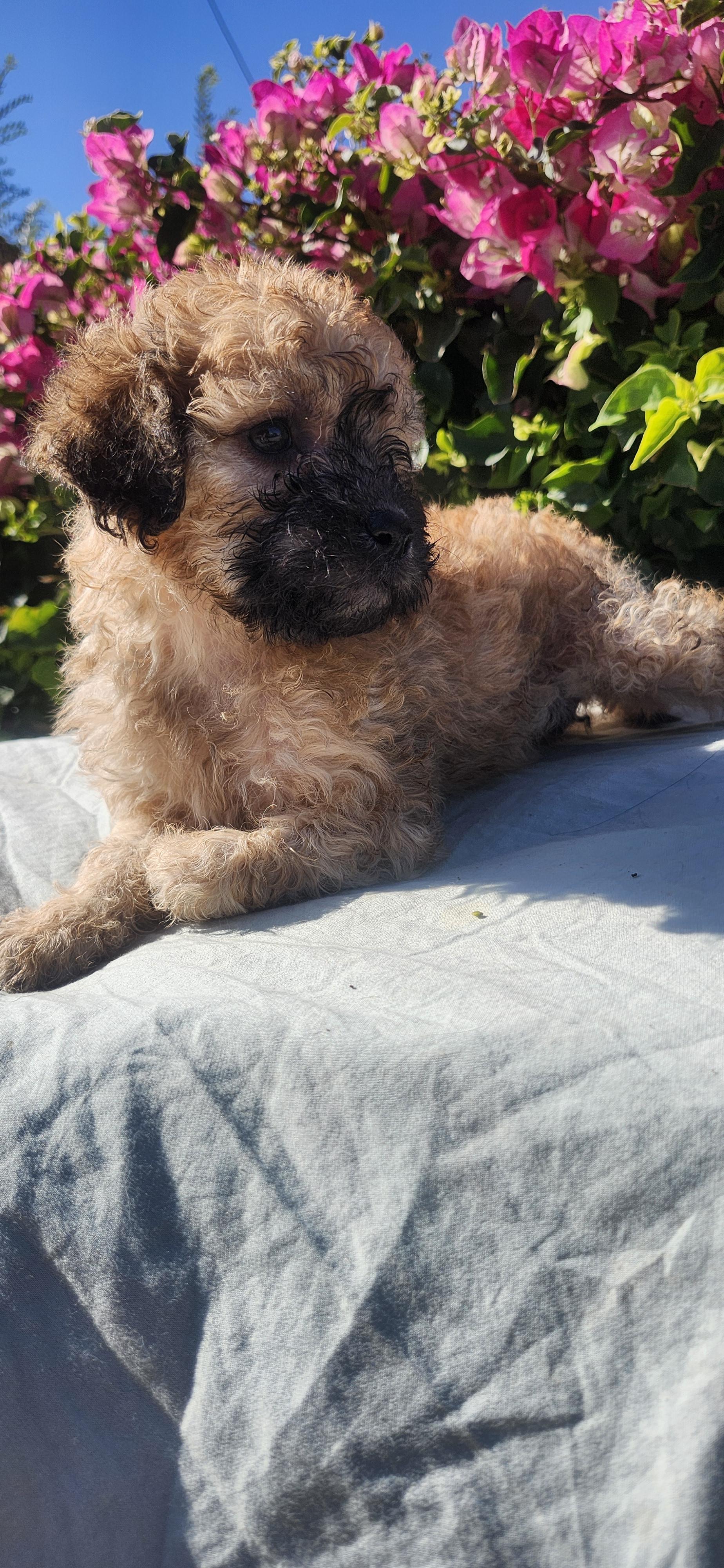 Emerald, a ADOPTABLE Cockapoo in Torrance, CA image 4/4