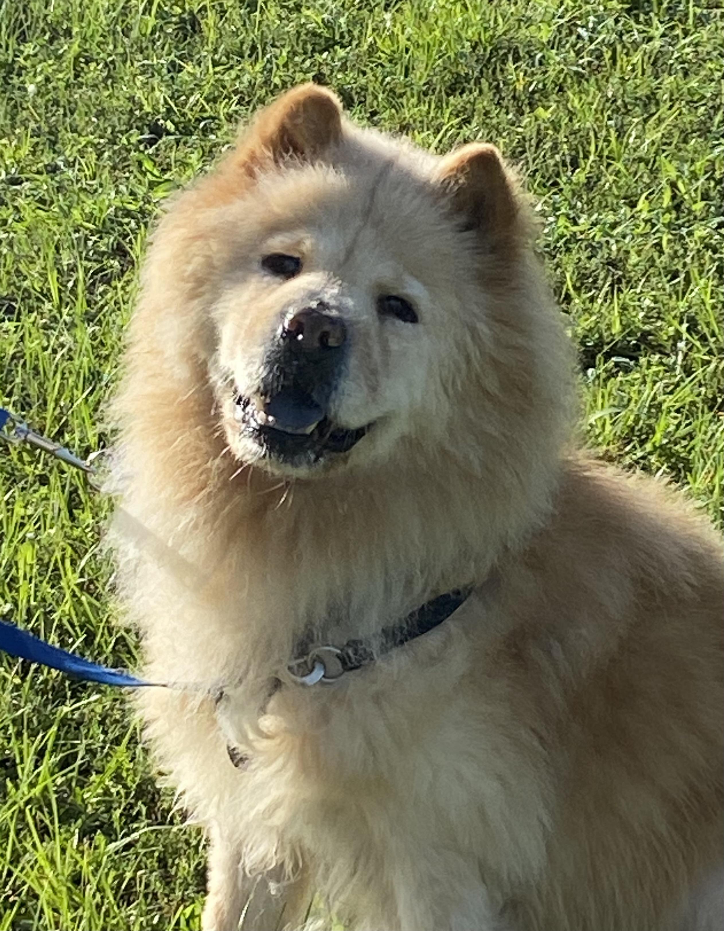 BARKLEY (SC), Adoptable, Senior Male Chow Chow.