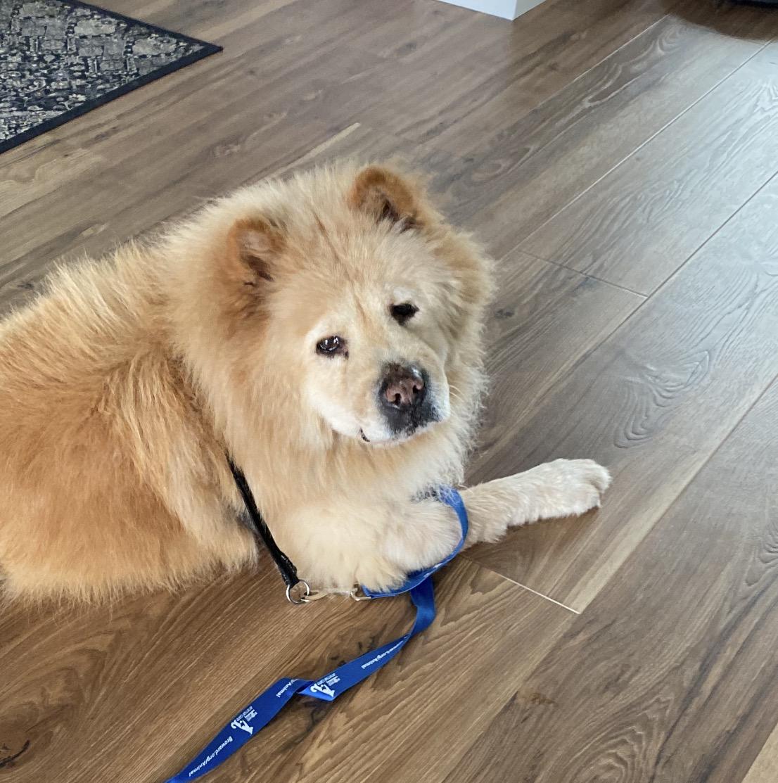 BARKLEY (SC), a Adoptable Chow Chow in Fort Mill, SC image 6/6