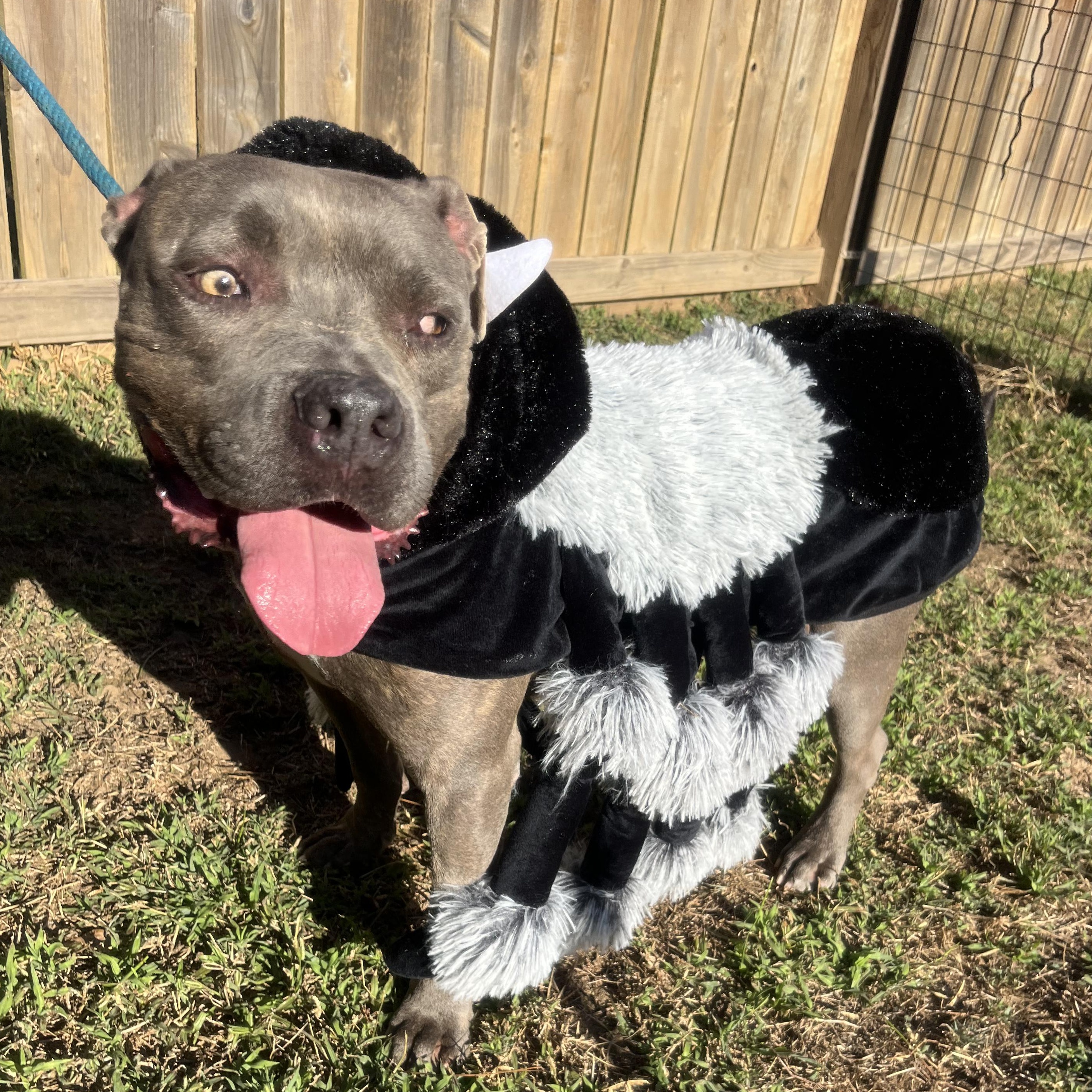 Bigboy, a Adoptable mixed breed in Willis, TX image 6/6
