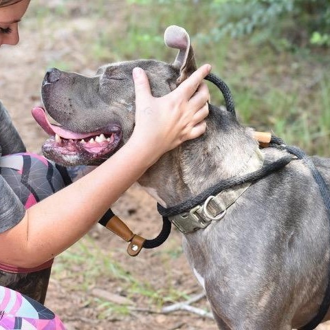 Bigboy, a Adoptable mixed breed in Willis, TX image 3/6