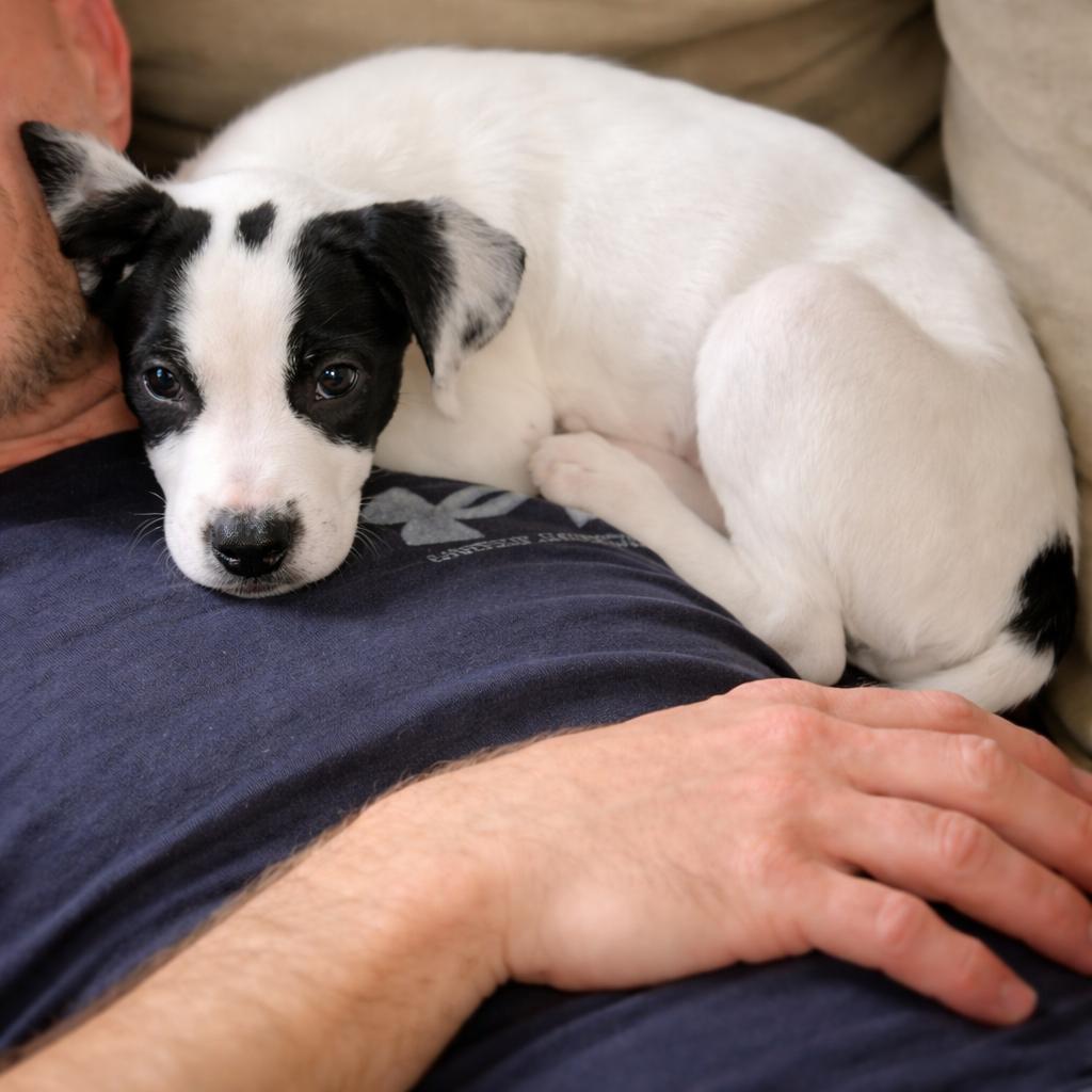 Eloise, Adoptable, Puppy Female Hound & Labrador Retriever.